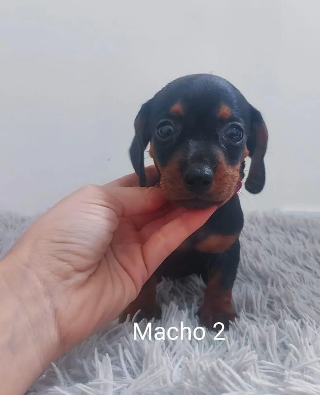 Teckel Kaninchen filhotes  - Foto 3
