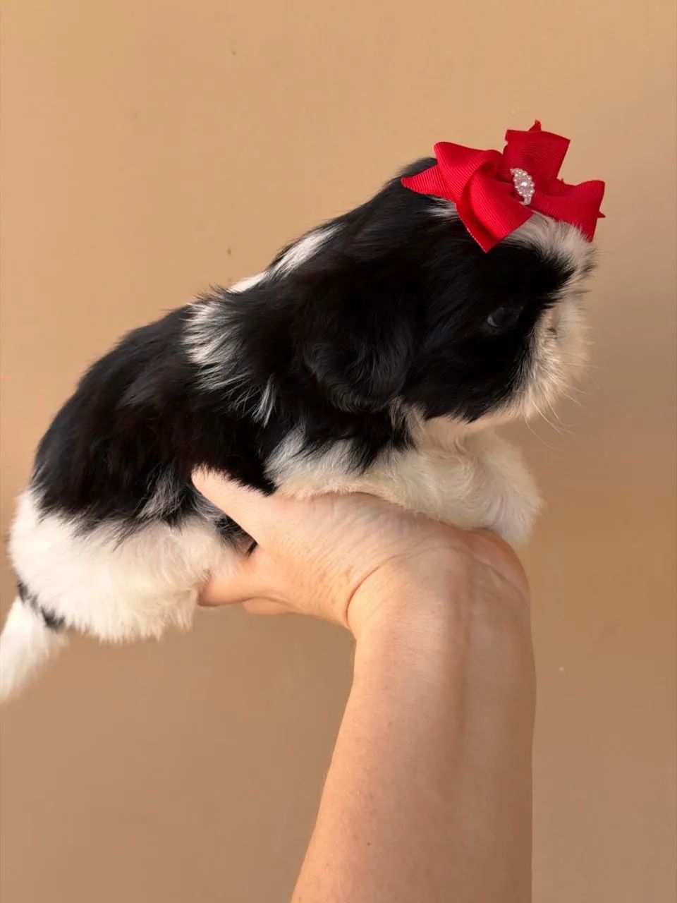 Shih tzu  - Foto 3