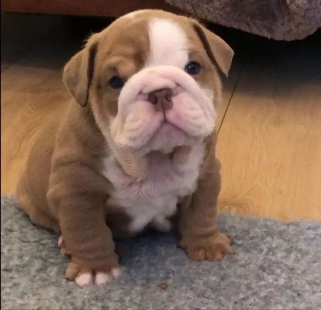 Bulldog Ingles