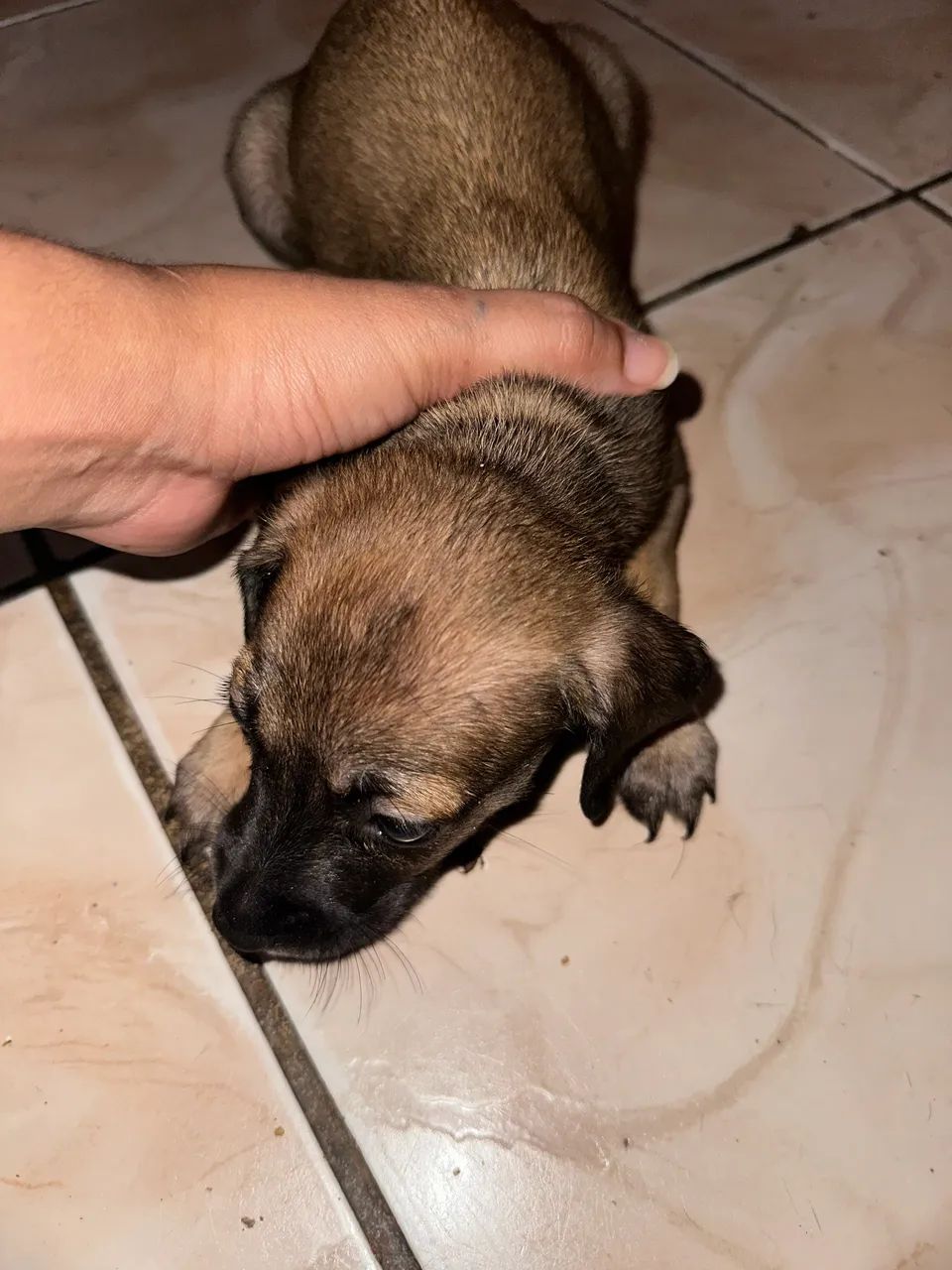 Doação de cachorro - Foto 2