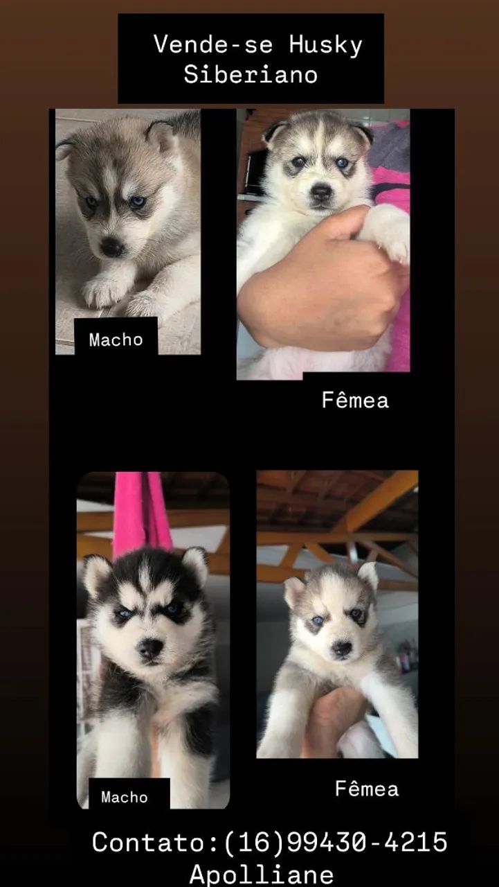 Vende-se husky siberiano
