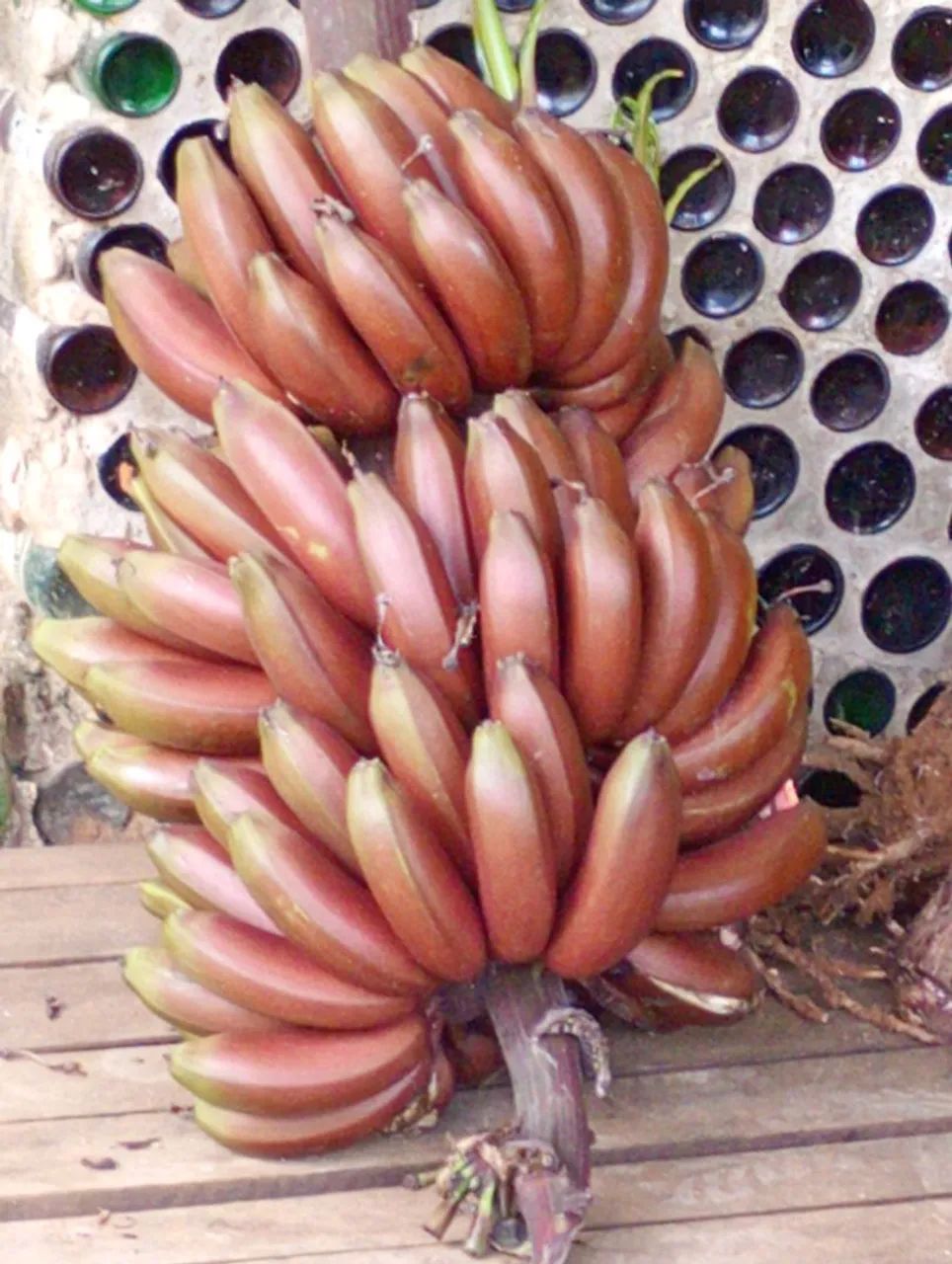 Banana roxa  - Foto 5