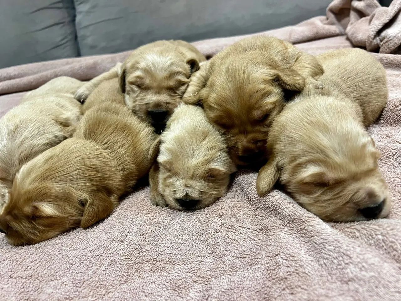 GOLDEN RETRIEVER - Foto 3