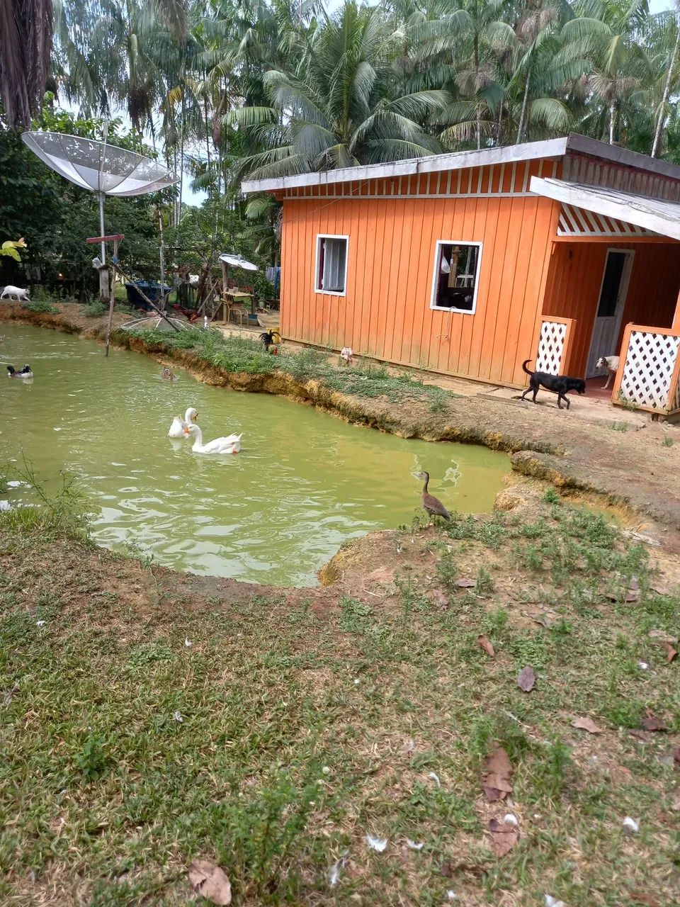 Negócio sitio  - Foto 3