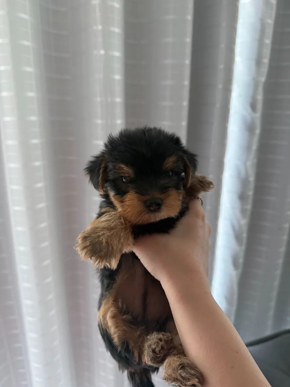 Bebê yorkshire disponível para venda 