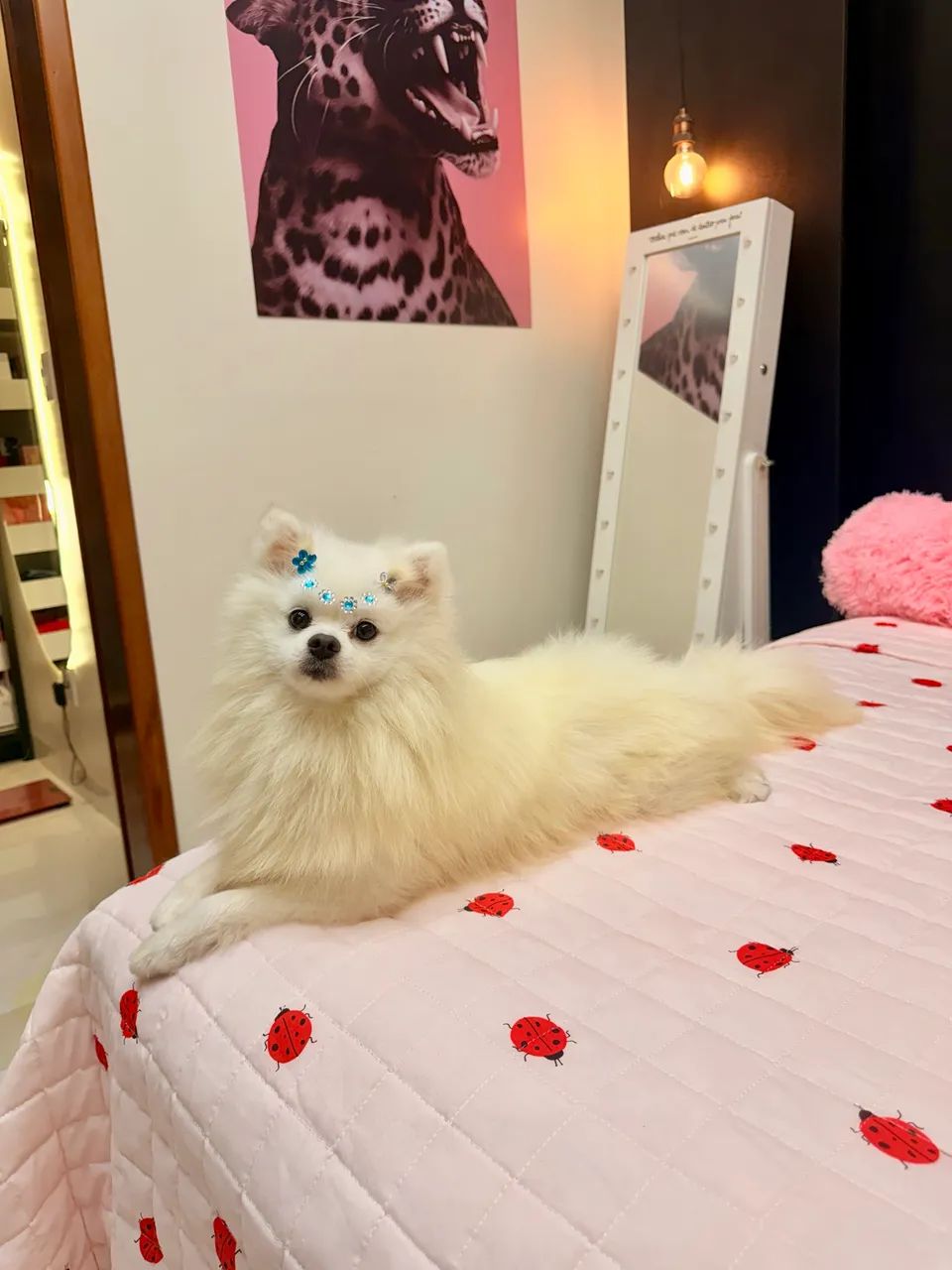 Spitz alemão  - Foto 4