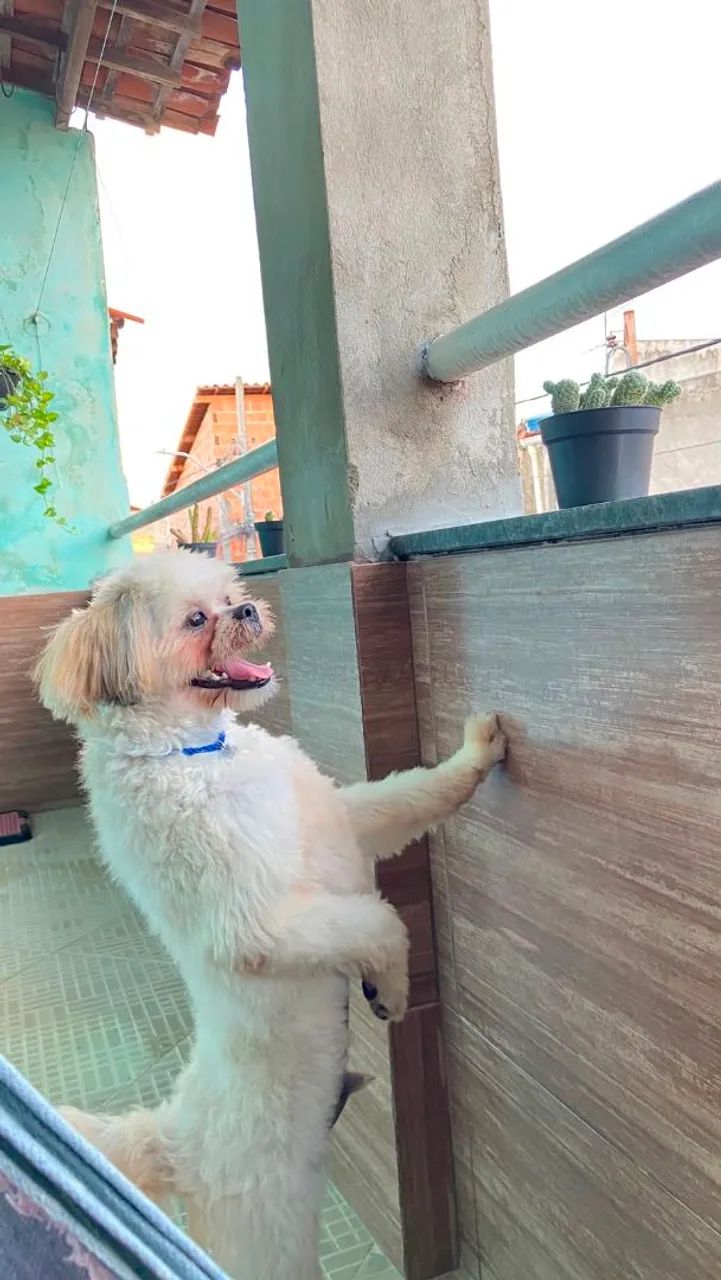 Doação responsável  - Foto 3