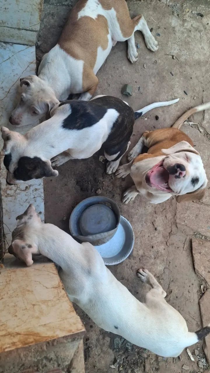 DOAÇÃO FILHOTES AMERICAN PITBULL TERRIER  - Foto 3