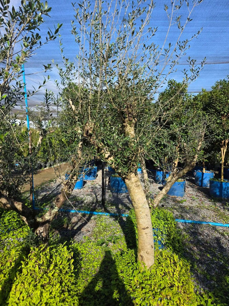 Vendo oliveiras.... - Foto 5