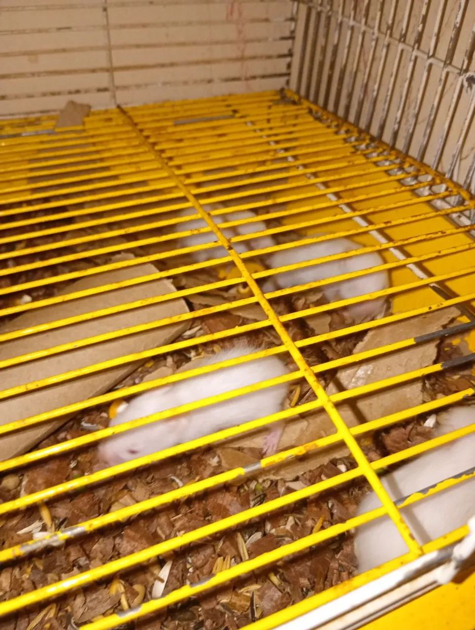 Hamster sírio  - Foto 2