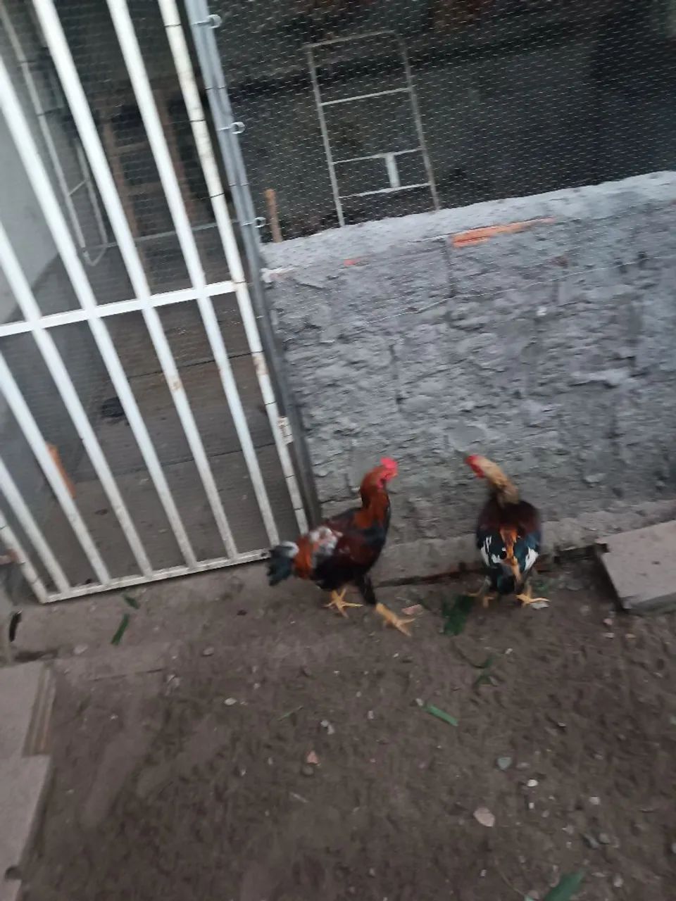 Galinha caipira  - Foto 4