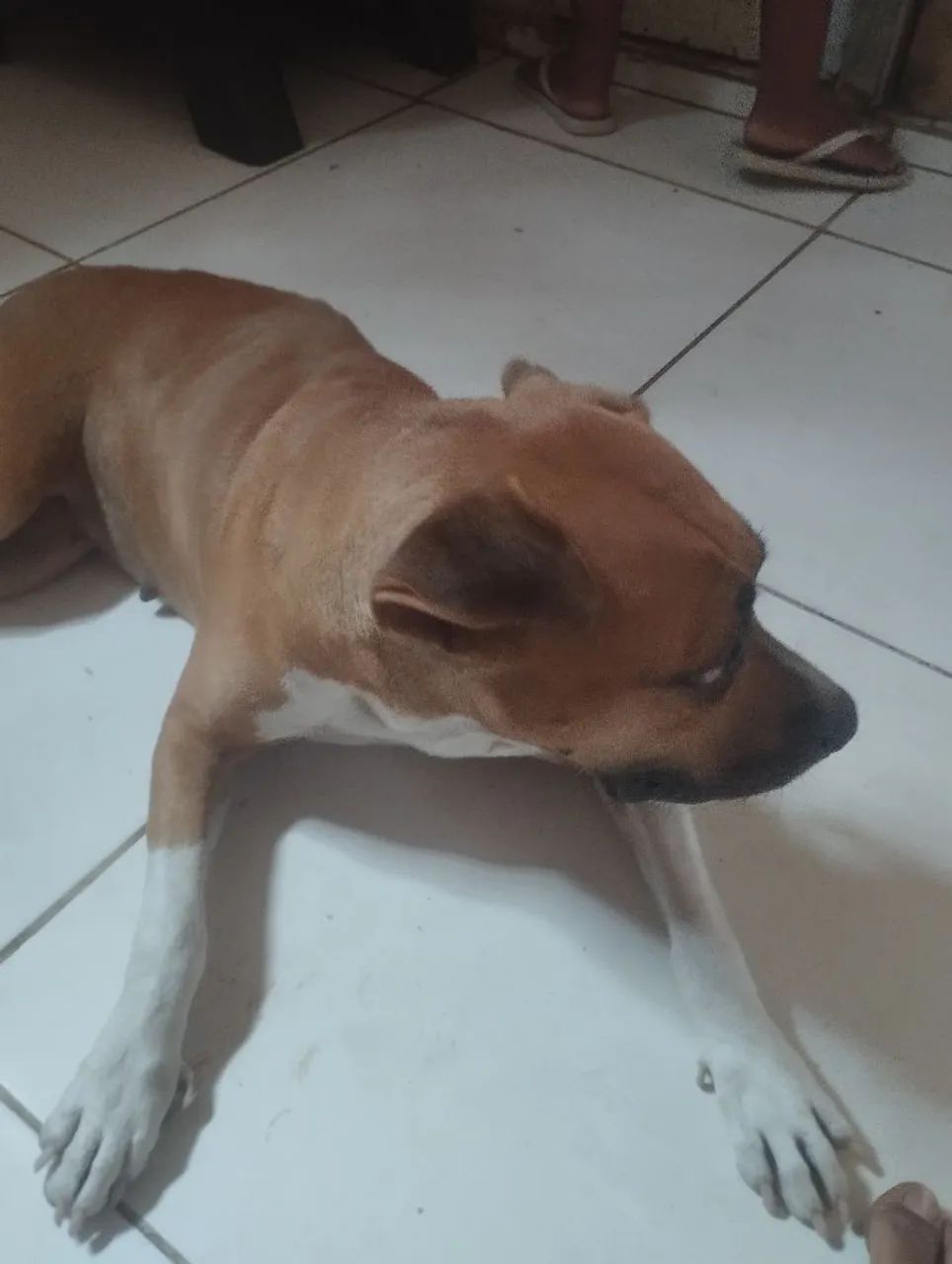 Vendo Pitbull nova - Foto 4