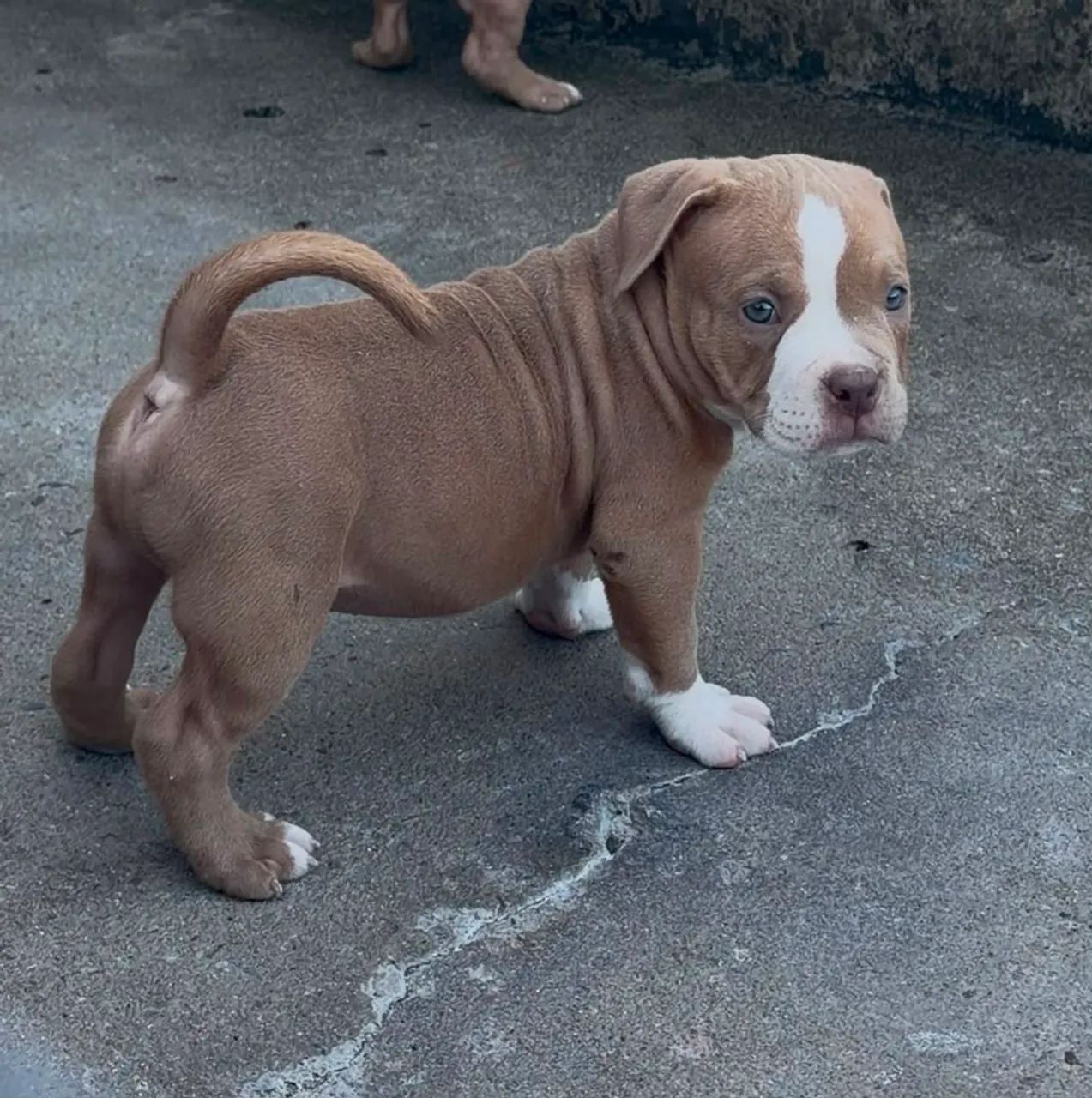 American Bully Exótic  - Foto 2