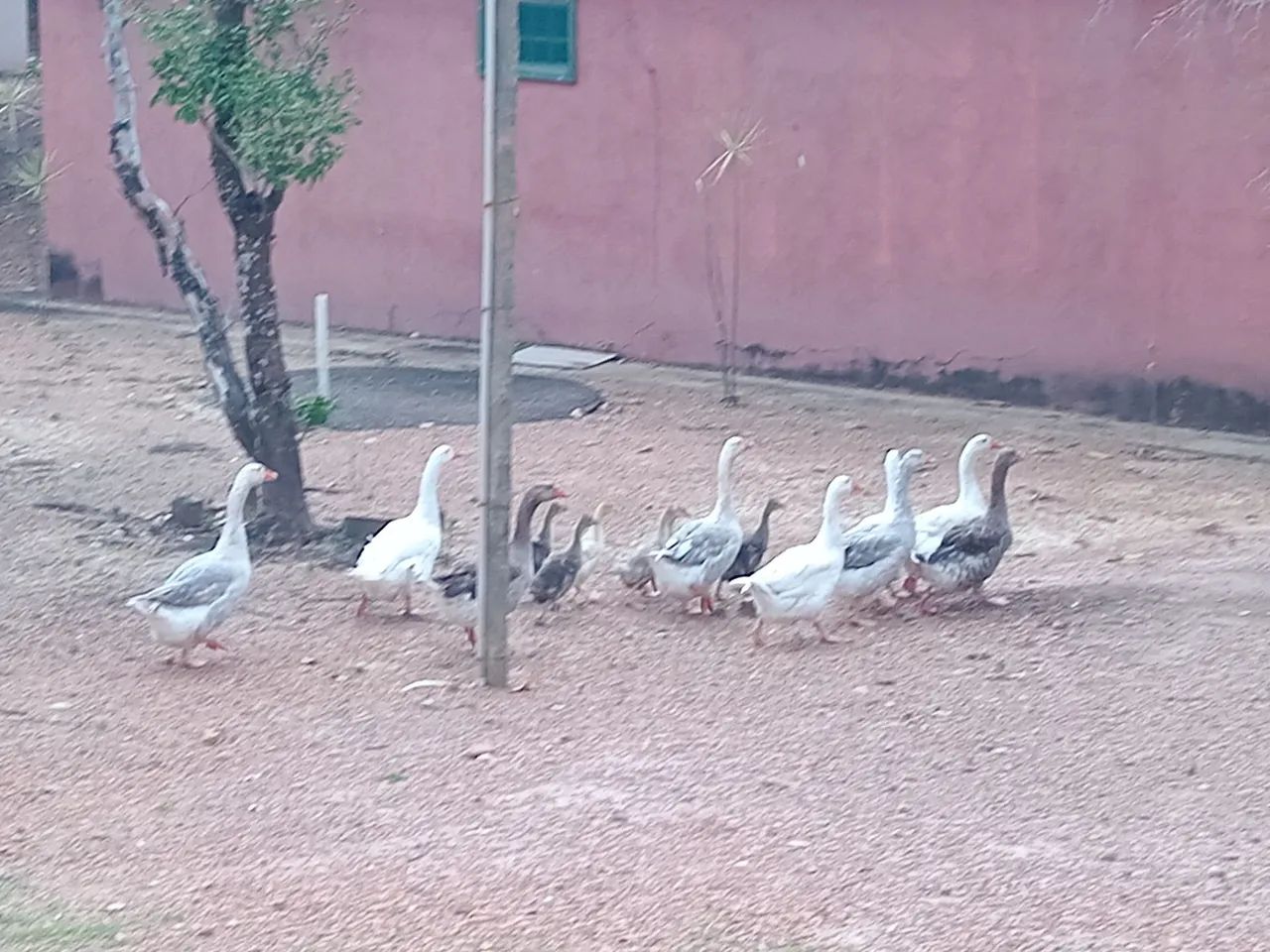 Ganso chinês 