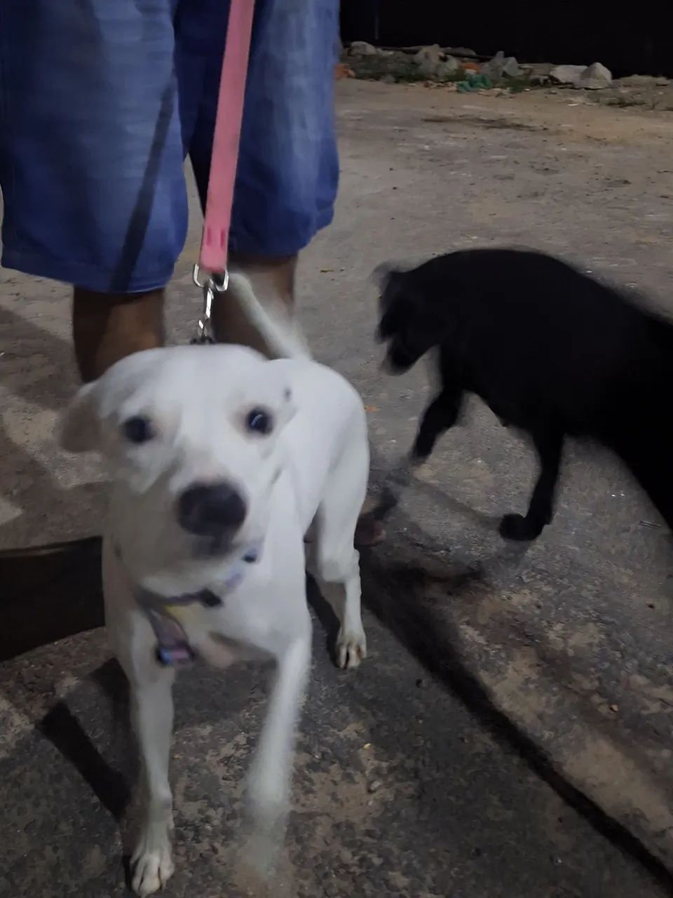 Cadela pra adoção 