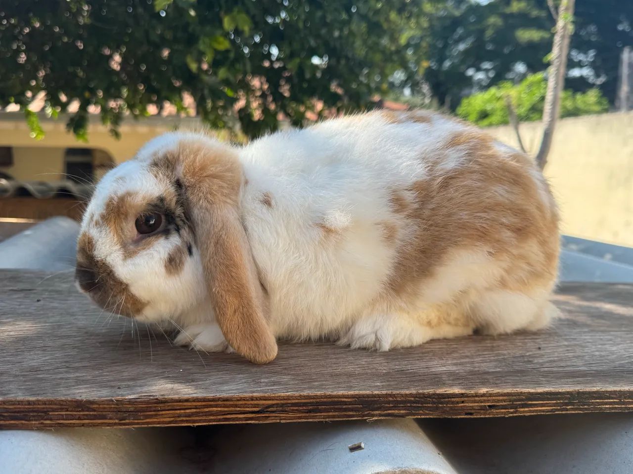 Coelho mini lop macho  - Foto 3