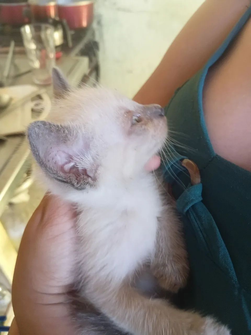 Gatinha de 1 mês e meio - Foto 2