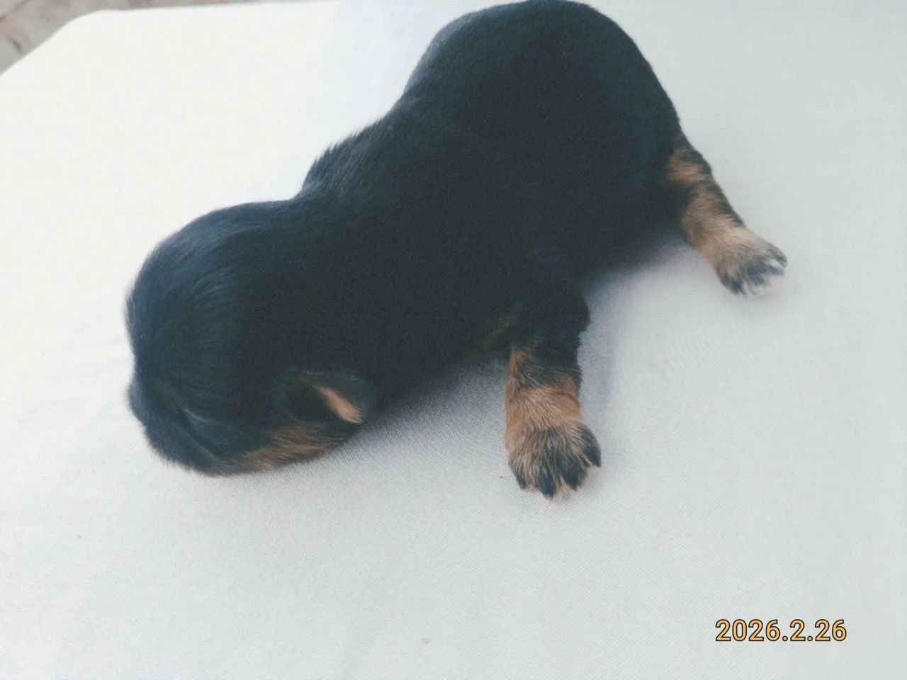 Lhasa Apso  - Foto 5
