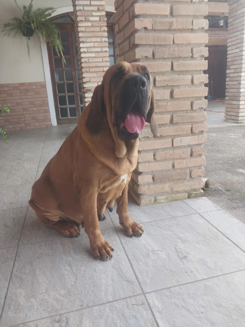 Fila brasileiro 