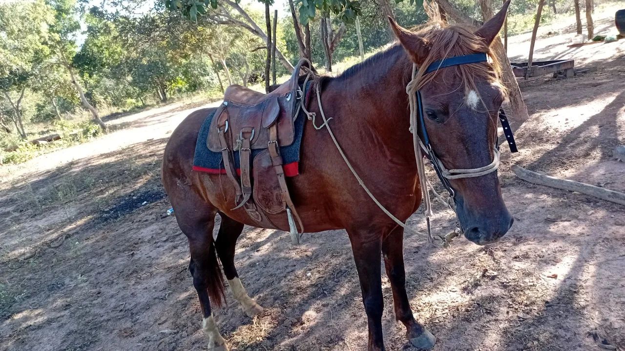 Egua e mula  - Foto 5