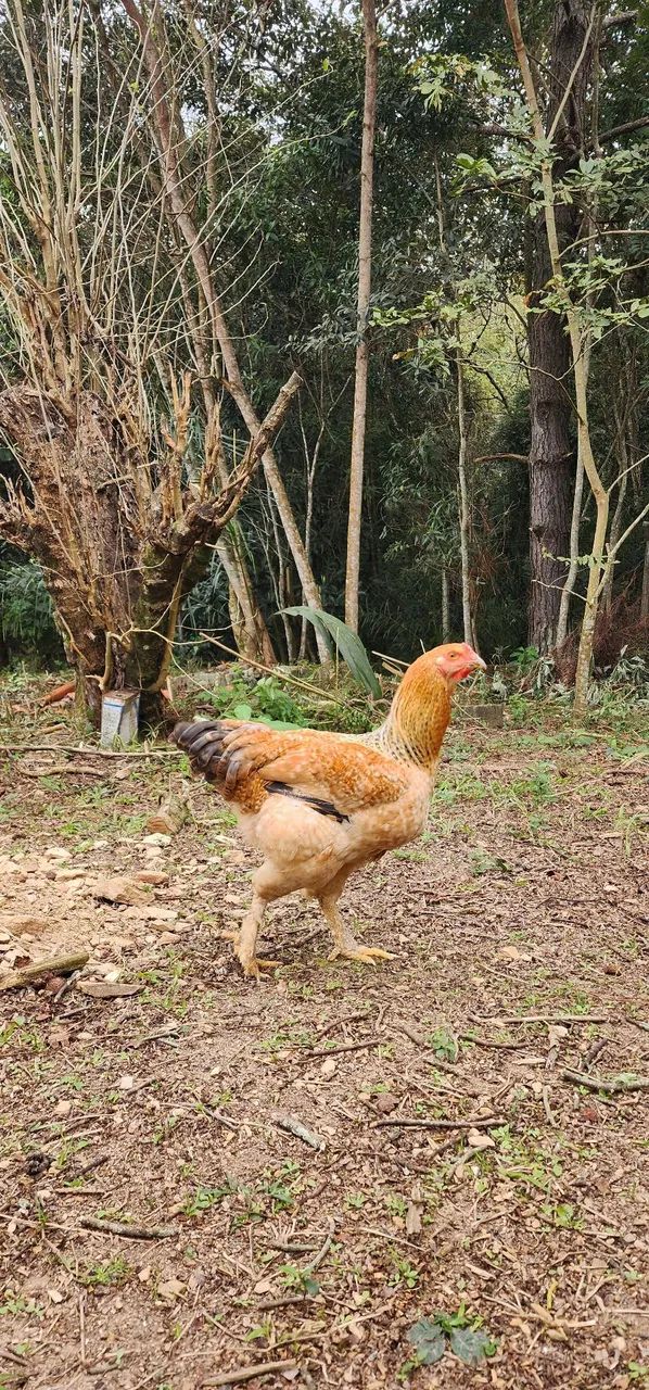 Frangos mestiço brahma - Foto 3