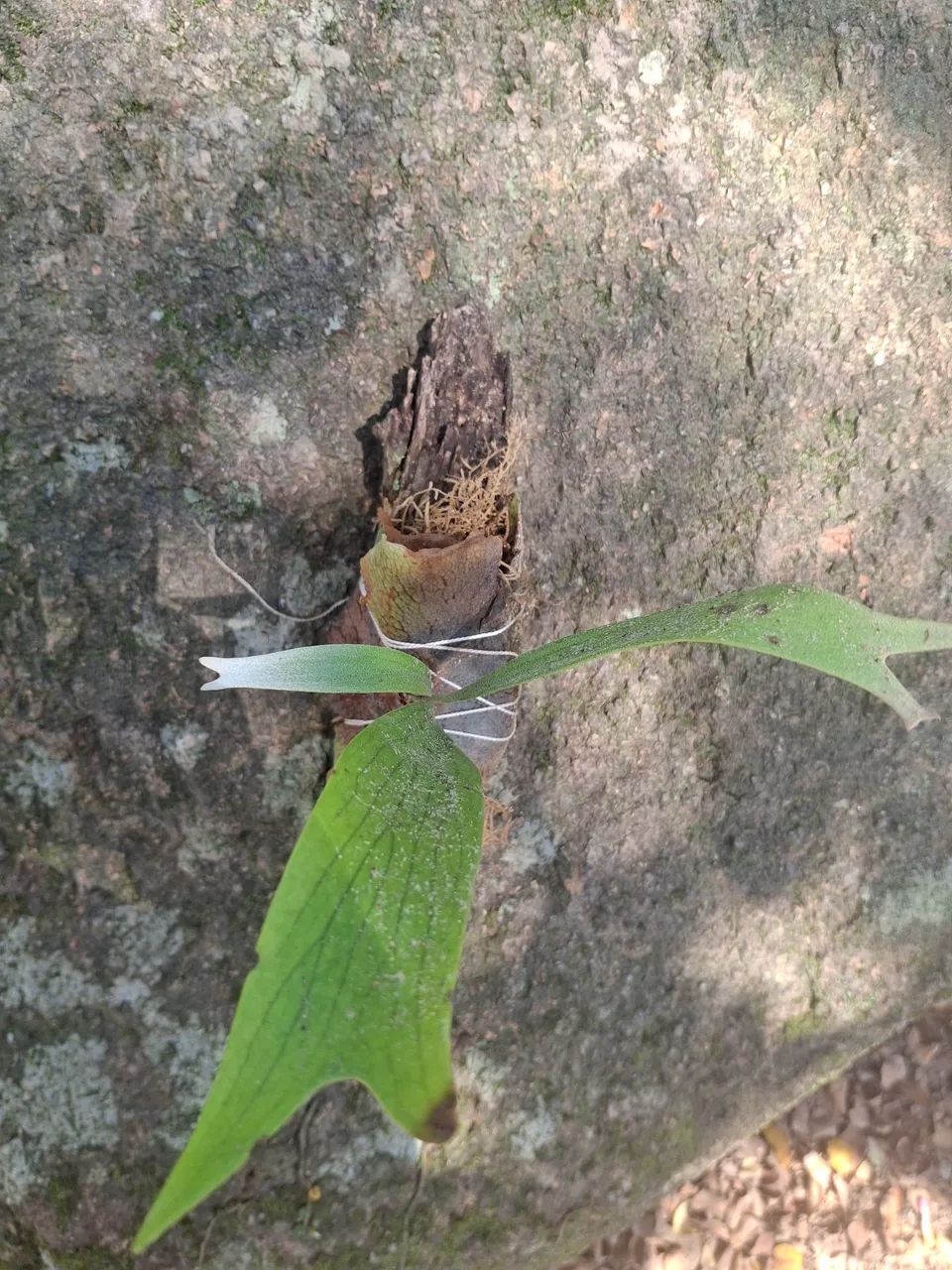 Chifre de veado - Foto 2