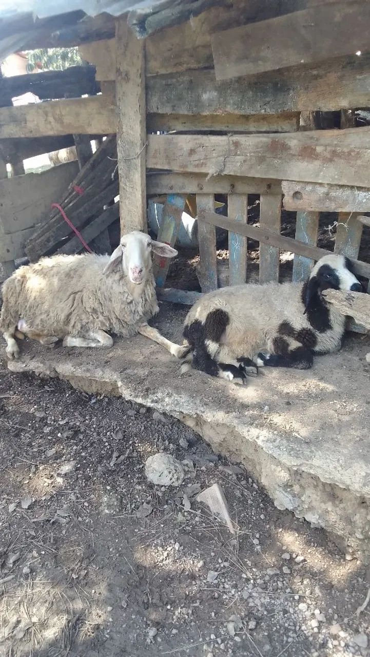 Lote de carneiros e ovelhas - Foto 3
