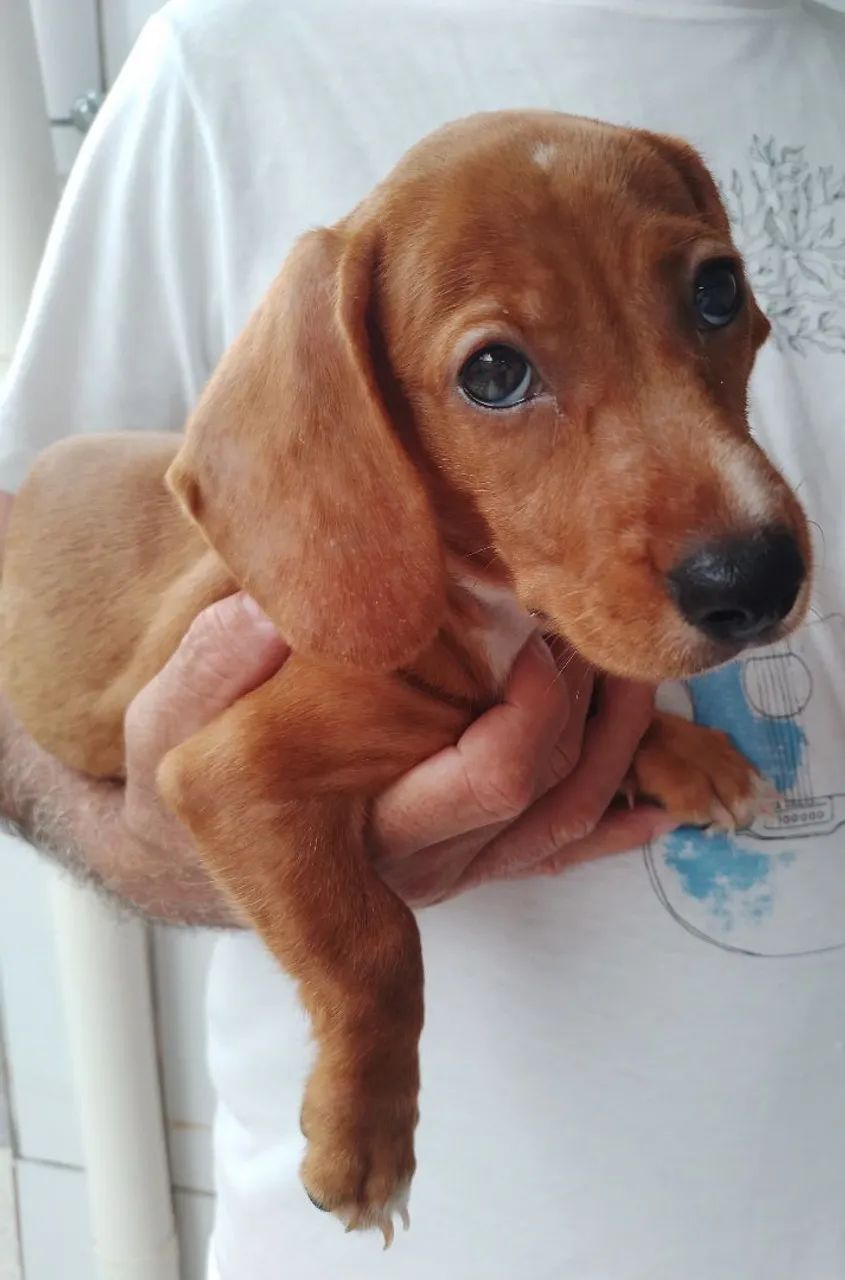 Vende se lindos filhotes de Dachshund mas conhecidos como salsichinhas!! - Foto 6