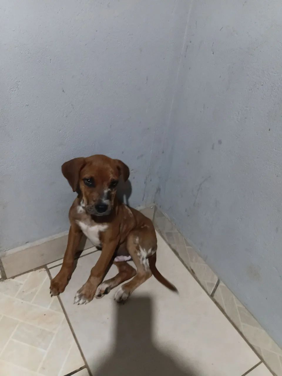 Cachorros para ado ção  - Foto 2