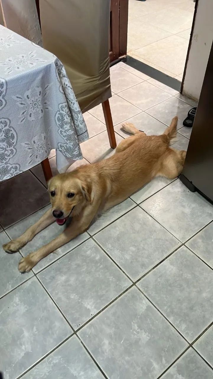 Golden retriever  - Foto 3
