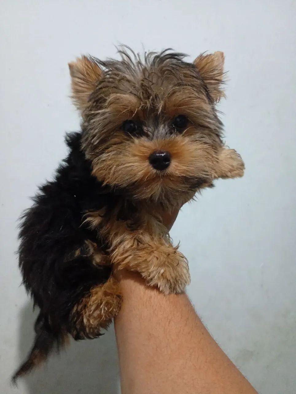Yorkshire macho vacinado como meses