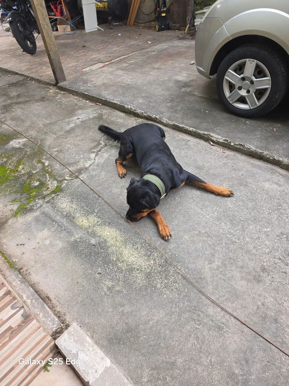 Rottweller 