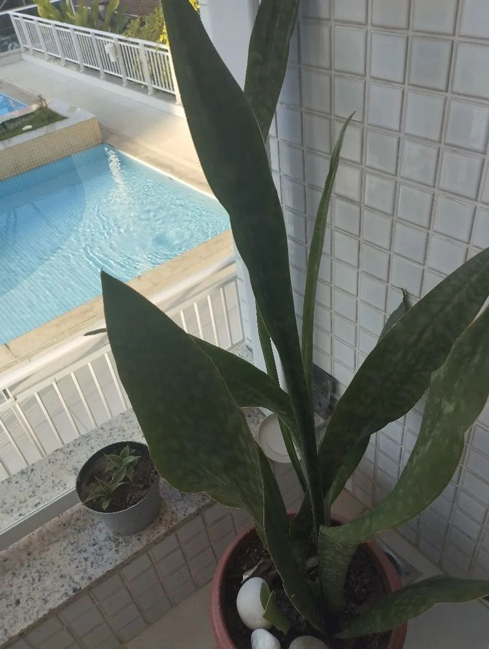 Espada  sansevieria coroa dinamarquesa  - Foto 3