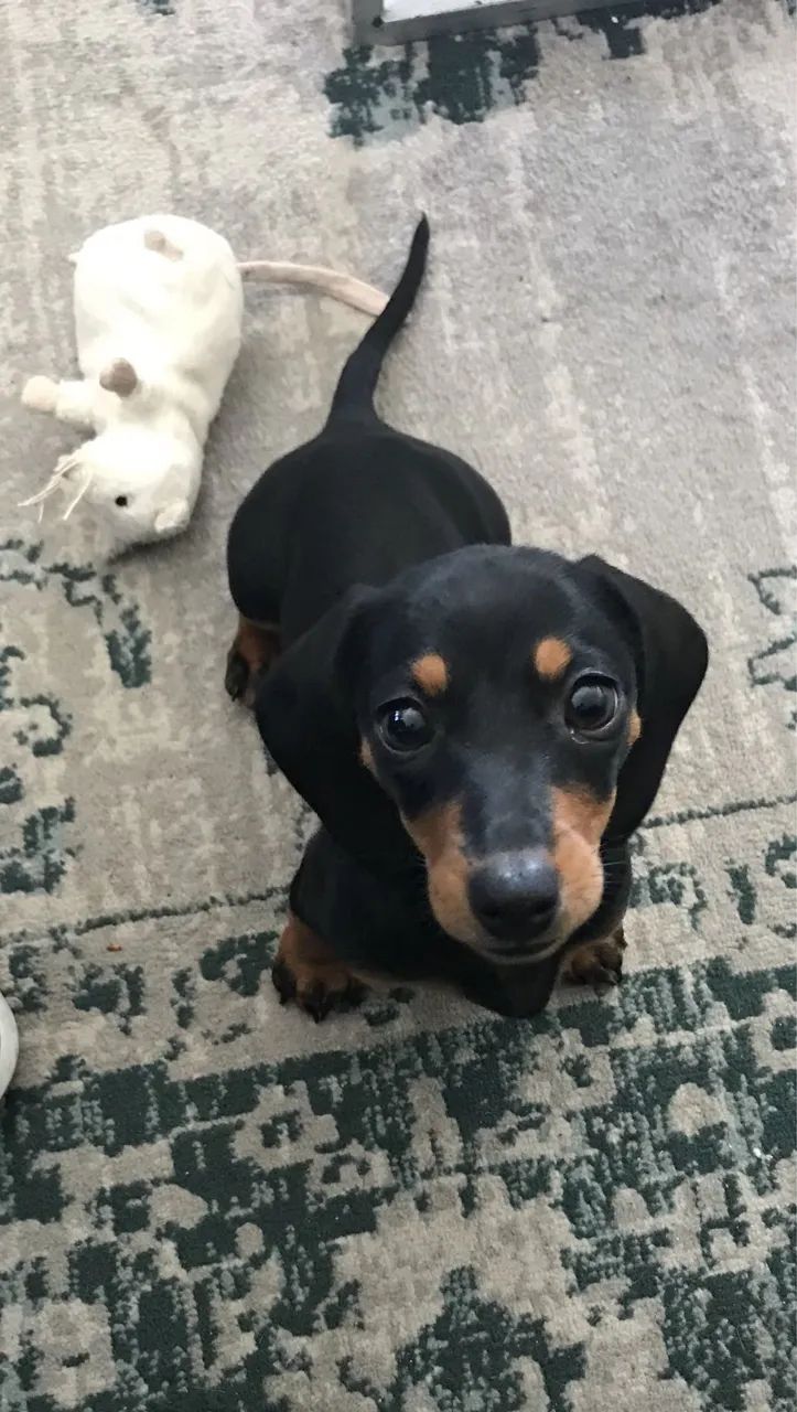 Dachshund macho 