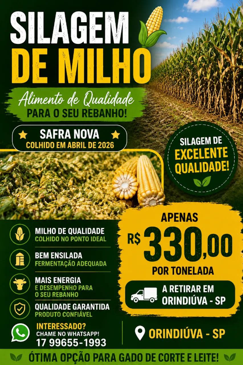 Silagem de milho 