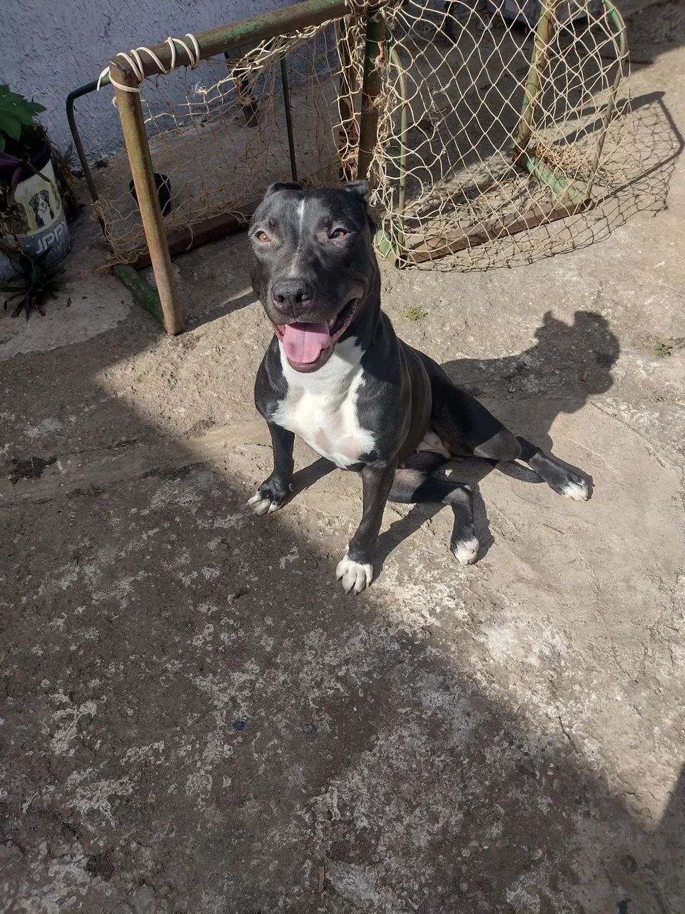 Pitbull  - Foto 3