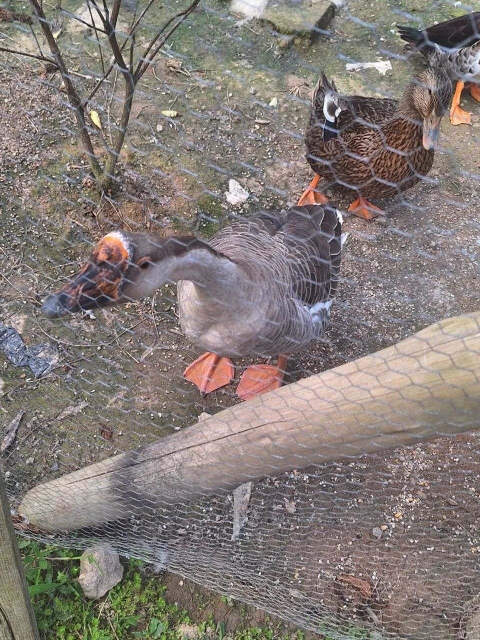 Ganso a venda  - Foto 2