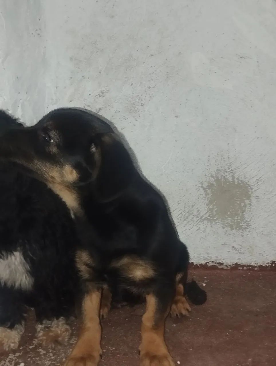 Doando cachorrinha  - Foto 3