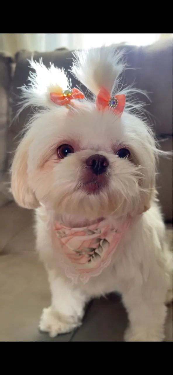 Shihtzu macho para cruzar  - Foto 4