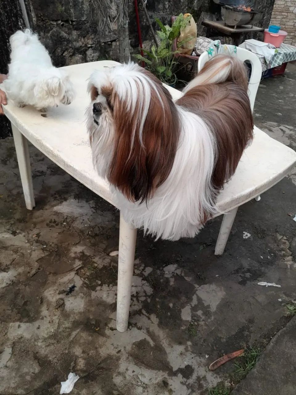 Vendo Shitzu fêmea e macho - Foto 4