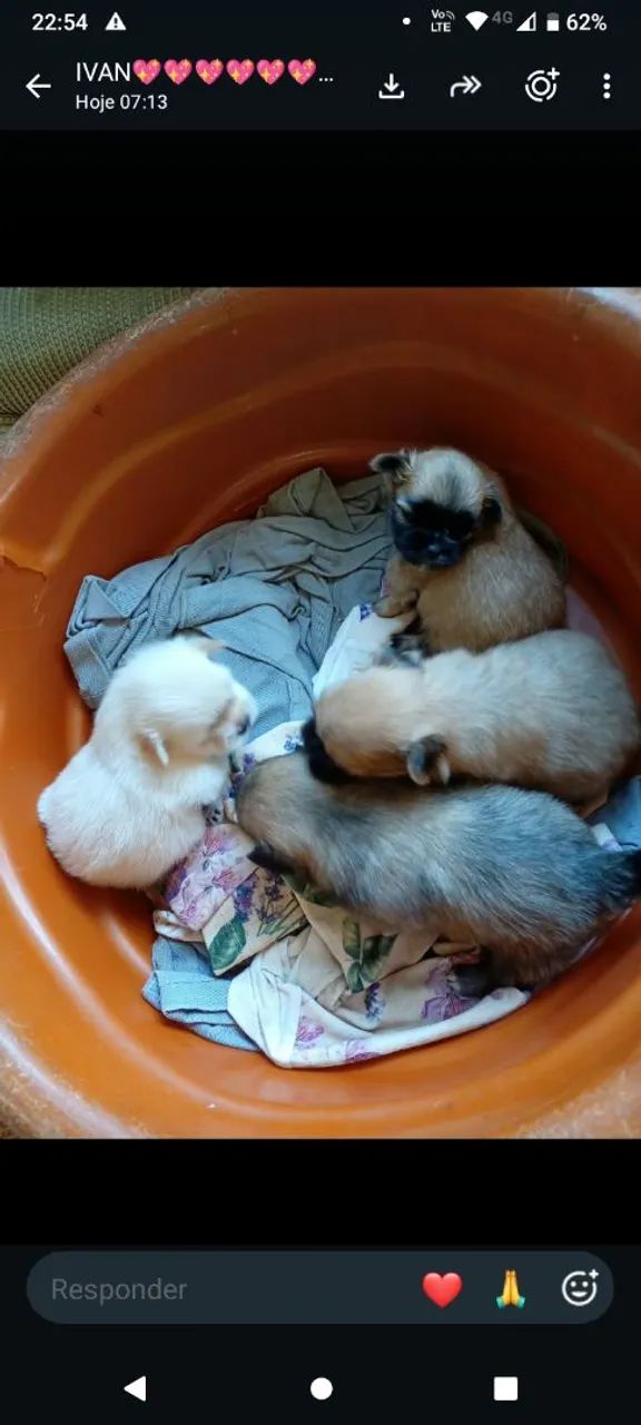 Lindos ? de shih tzu - Foto 2