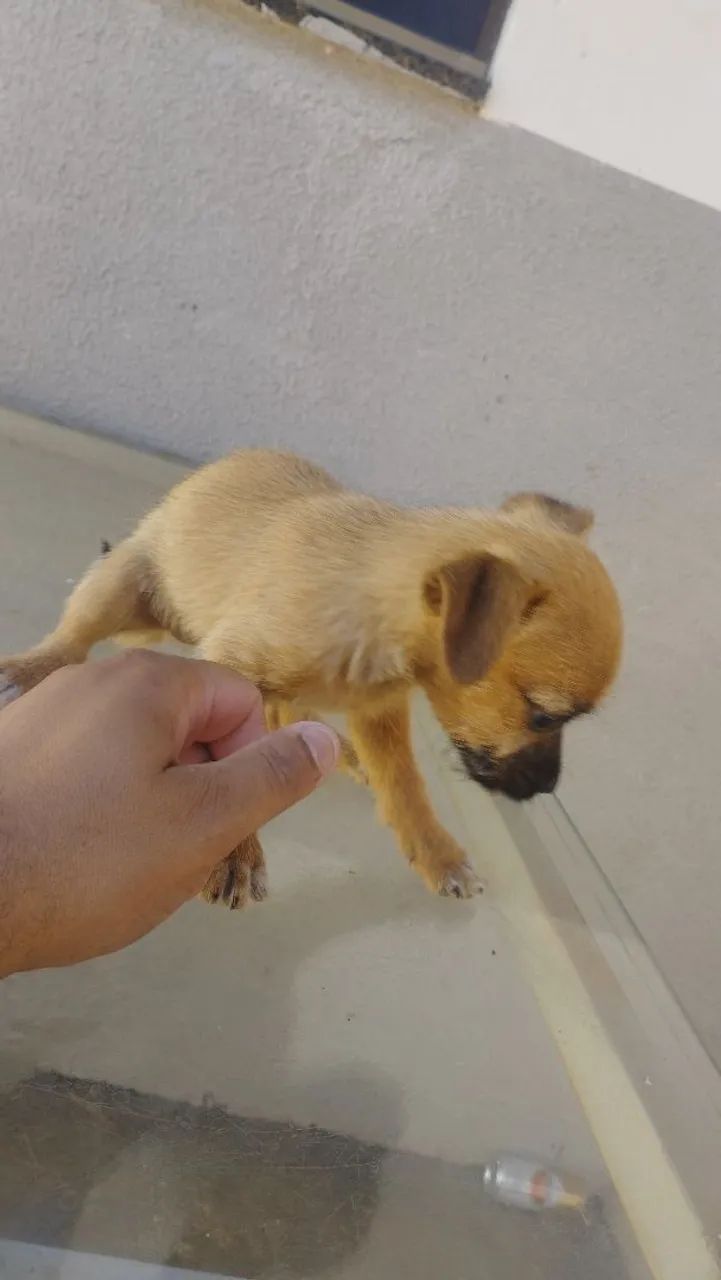 Cachorro para doação  - Foto 3
