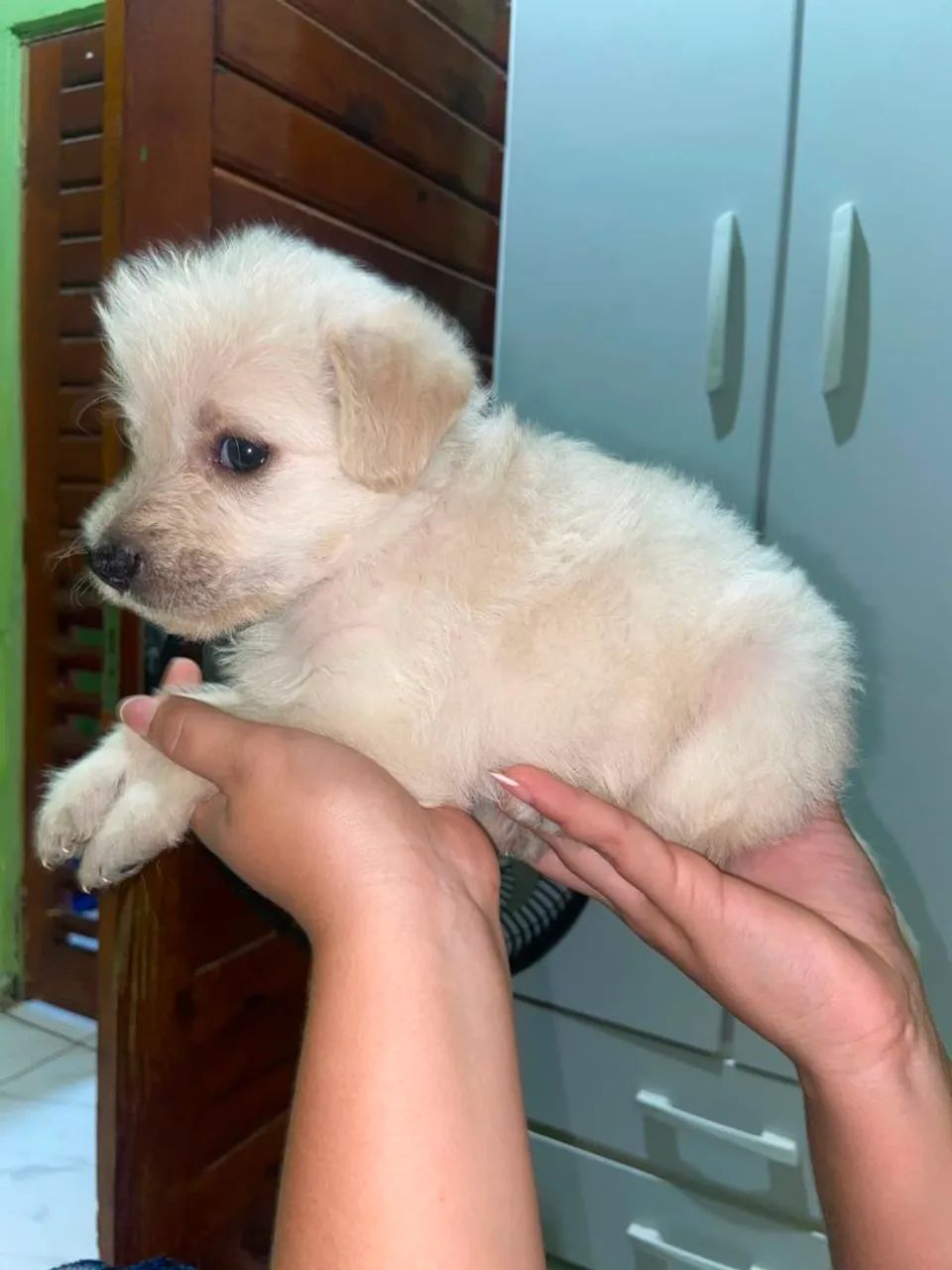 vende cachorro  - Foto 2