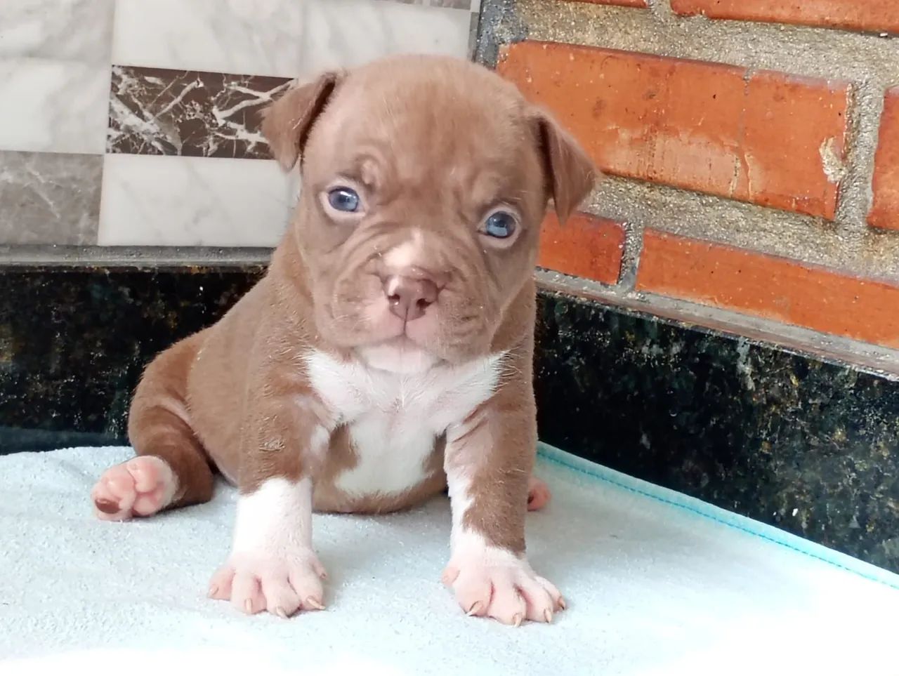 American bully filhotes com Pedigree  - Foto 4