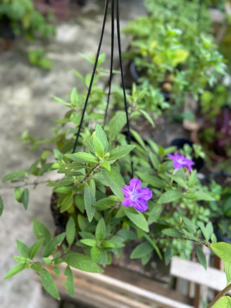 Plantas - Foto 4