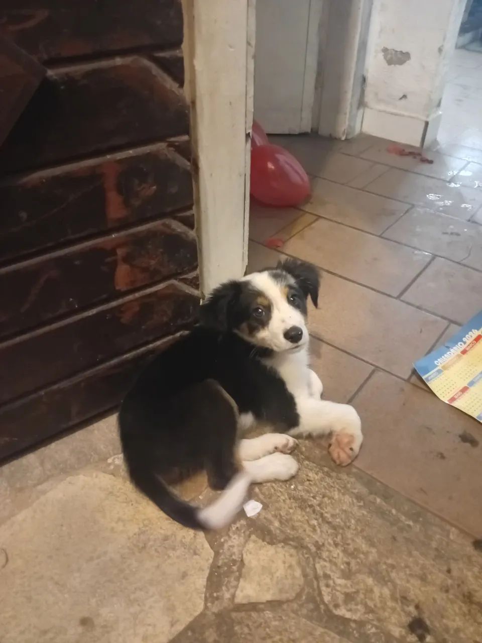 Animal  - Foto 2