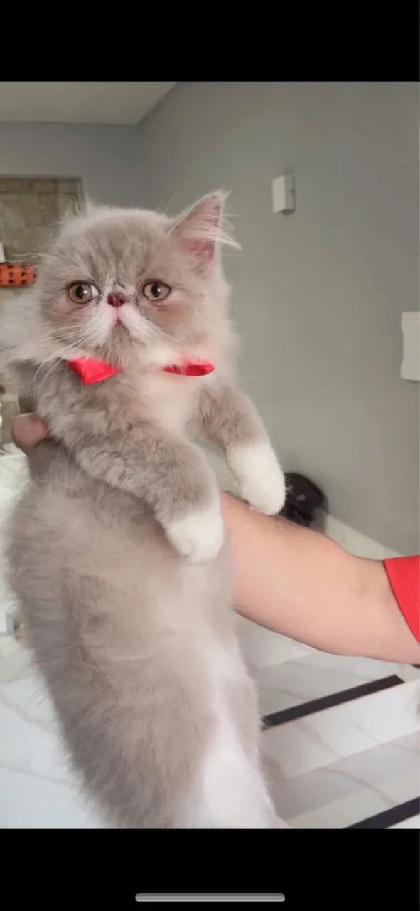 Filhotes de Gato Persa - Padrão Show Disponíveis! - Foto 6