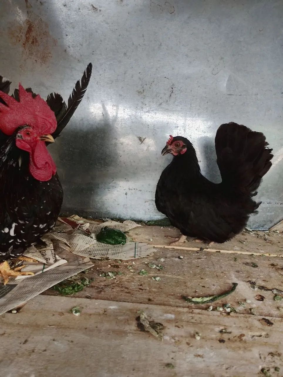 Vendo Mine nagazaki preta 10 meses 