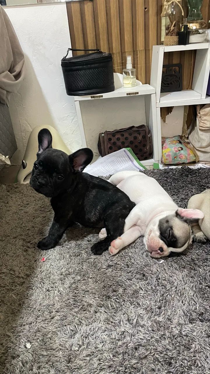 Bulldog francês  - Foto 2