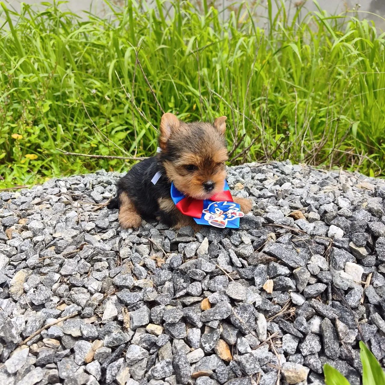 Yorkshire terrier filhotes  - Foto 3
